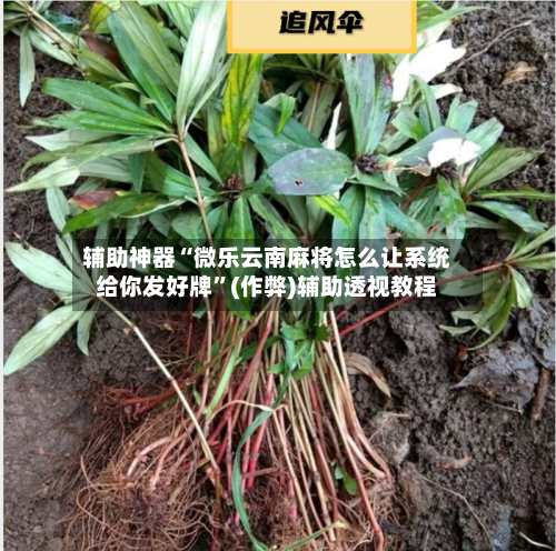 辅助神器“微乐云南麻将怎么让系统给你发好牌”(作弊)辅助透视教程-第3张图片